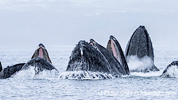 Humpback whales surface together during coordinated bubble-net feeding in Southeast Alaska. The whales use bubbles, sound, and movement to corral fish before capturing them in their open mouths, Megaptera novaeangliae, Sitka Sound