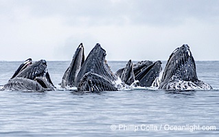 Humpback whales surface together during coordinated bubble-net feeding in Southeast Alaska. The whales use bubbles, sound, and movement to corral fish before capturing them in their open mouths, Megaptera novaeangliae, Sitka Sound