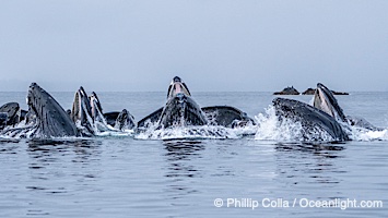 Humpback whales surface together during coordinated bubble-net feeding in Southeast Alaska. The whales use bubbles, sound, and movement to corral fish before capturing them in their open mouths, Megaptera novaeangliae, Sitka Sound