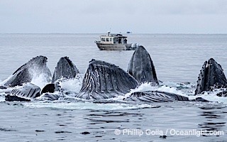 Humpback whales surface together during coordinated bubble-net feeding in Southeast Alaska. The whales use bubbles, sound, and movement to corral fish before capturing them in their open mouths, Megaptera novaeangliae, Sitka Sound