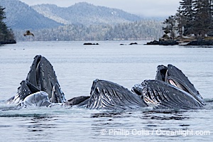 Humpback whales surface together during coordinated bubble-net feeding in Southeast Alaska. The whales use bubbles, sound, and movement to corral fish before capturing them in their open mouths, Megaptera novaeangliae, Sitka Sound