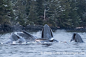 Humpback whales surface together during coordinated bubble-net feeding in Southeast Alaska. The whales use bubbles, sound, and movement to corral fish before capturing them in their open mouths, Megaptera novaeangliae, Sitka Sound