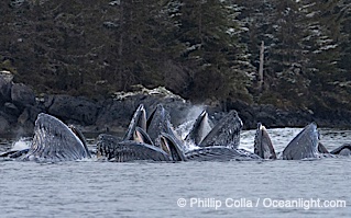 Humpback whales surface together during coordinated bubble-net feeding in Southeast Alaska. The whales use bubbles, sound, and movement to corral fish before capturing them in their open mouths, Megaptera novaeangliae, Sitka Sound