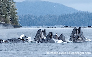Humpback whales surface together during coordinated bubble-net feeding in Southeast Alaska. The whales use bubbles, sound, and movement to corral fish before capturing them in their open mouths, Megaptera novaeangliae, Sitka Sound