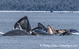 Humpback whales surface together during coordinated bubble-net feeding in Southeast Alaska. The whales use bubbles, sound, and movement to corral fish before capturing them in their open mouths, Megaptera novaeangliae, Sitka Sound