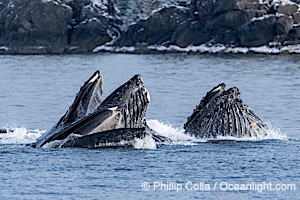 Humpback whales surface together during coordinated bubble-net feeding in Southeast Alaska. The whales use bubbles, sound, and movement to corral fish before capturing them in their open mouths, Megaptera novaeangliae, Sitka Sound