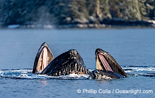 Humpback whales surface together during coordinated bubble-net feeding in Southeast Alaska. The whales use bubbles, sound, and movement to corral fish before capturing them in their open mouths, Megaptera novaeangliae, Sitka Sound
