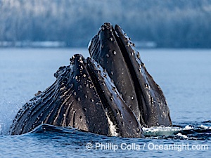 Humpback whales surface together during coordinated bubble-net feeding in Southeast Alaska. The whales use bubbles, sound, and movement to corral fish before capturing them in their open mouths, Megaptera novaeangliae, Sitka Sound