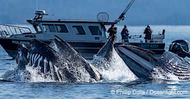 Humpback whales surface together during coordinated bubble-net feeding in Southeast Alaska. The whales use bubbles, sound, and movement to corral fish before capturing them in their open mouths, Megaptera novaeangliae, Sitka Sound