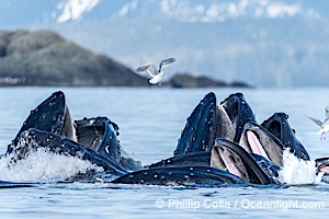 Humpback whales surface together during coordinated bubble-net feeding in Southeast Alaska. The whales use bubbles, sound, and movement to corral fish before capturing them in their open mouths, Megaptera novaeangliae, Sitka Sound