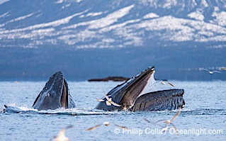 Humpback whales surface together during coordinated bubble-net feeding in Southeast Alaska. The whales use bubbles, sound, and movement to corral fish before capturing them in their open mouths, Megaptera novaeangliae, Sitka Sound