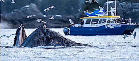 Humpback whales surface together during coordinated bubble-net feeding in Southeast Alaska. The whales use bubbles, sound, and movement to corral fish before capturing them in their open mouths, Megaptera novaeangliae, Sitka Sound