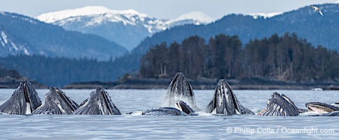 Humpback whales surface together during coordinated bubble-net feeding in Southeast Alaska. The whales use bubbles, sound, and movement to corral fish before capturing them in their open mouths, Megaptera novaeangliae, Sitka Sound