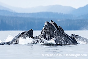 Humpback whales surface together during coordinated bubble-net feeding in Southeast Alaska. The whales use bubbles, sound, and movement to corral fish before capturing them in their open mouths, Megaptera novaeangliae, Sitka Sound