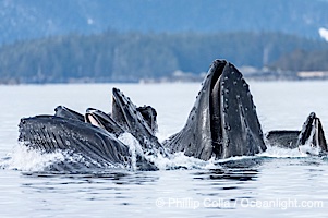 Humpback whales surface together during coordinated bubble-net feeding in Southeast Alaska. The whales use bubbles, sound, and movement to corral fish before capturing them in their open mouths, Megaptera novaeangliae, Sitka Sound