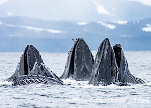 Humpback whales surface together during coordinated bubble-net feeding in Southeast Alaska. The whales use bubbles, sound, and movement to corral fish before capturing them in their open mouths, Megaptera novaeangliae, Sitka Sound