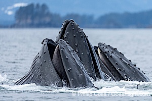 Humpback whales surface together during coordinated bubble-net feeding in Southeast Alaska. The whales use bubbles, sound, and movement to corral fish before capturing them in their open mouths, Megaptera novaeangliae, Sitka Sound