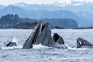 Humpback whales surface together during coordinated bubble-net feeding in Southeast Alaska. The whales use bubbles, sound, and movement to corral fish before capturing them in their open mouths, Megaptera novaeangliae, Sitka Sound