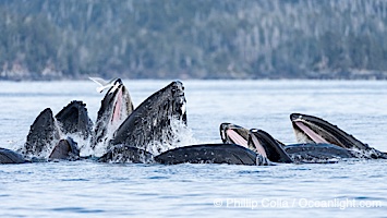 Humpback whales surface together during coordinated bubble-net feeding in Southeast Alaska. The whales use bubbles, sound, and movement to corral fish before capturing them in their open mouths, Megaptera novaeangliae, Sitka Sound