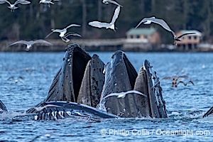 Humpback whales surface together during coordinated bubble-net feeding in Southeast Alaska. The whales use bubbles, sound, and movement to corral fish before capturing them in their open mouths, Megaptera novaeangliae, Sitka Sound