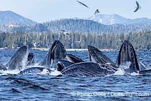 Humpback whales surface together during coordinated bubble-net feeding in Southeast Alaska. The whales use bubbles, sound, and movement to corral fish before capturing them in their open mouths, Megaptera novaeangliae, Sitka Sound