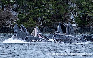 Humpback whales surface together during coordinated bubble-net feeding in Southeast Alaska. The whales use bubbles, sound, and movement to corral fish before capturing them in their open mouths, Megaptera novaeangliae, Sitka Sound