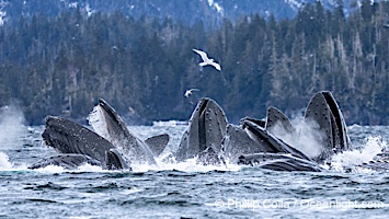 Humpback whales surface together during coordinated bubble-net feeding in Southeast Alaska. The whales use bubbles, sound, and movement to corral fish before capturing them in their open mouths, Megaptera novaeangliae, Sitka Sound