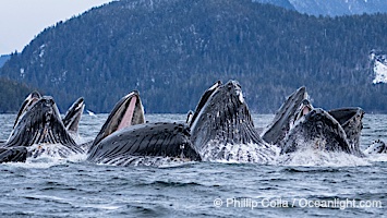 Humpback whales surface together during coordinated bubble-net feeding in Southeast Alaska. The whales use bubbles, sound, and movement to corral fish before capturing them in their open mouths, Megaptera novaeangliae, Sitka Sound