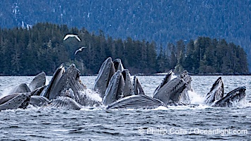 Humpback whales surface together during coordinated bubble-net feeding in Southeast Alaska. The whales use bubbles, sound, and movement to corral fish before capturing them in their open mouths, Megaptera novaeangliae, Sitka Sound