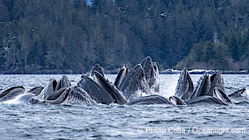 Humpback whales surface together during coordinated bubble-net feeding in Southeast Alaska. The whales use bubbles, sound, and movement to corral fish before capturing them in their open mouths, Megaptera novaeangliae, Sitka Sound