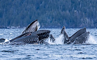 Humpback whales surface together during coordinated bubble-net feeding in Southeast Alaska. The whales use bubbles, sound, and movement to corral fish before capturing them in their open mouths, Megaptera novaeangliae, Sitka Sound