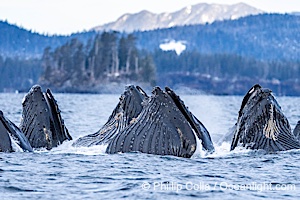 Humpback whales surface together during coordinated bubble-net feeding in Southeast Alaska. The whales use bubbles, sound, and movement to corral fish before capturing them in their open mouths, Megaptera novaeangliae, Sitka Sound