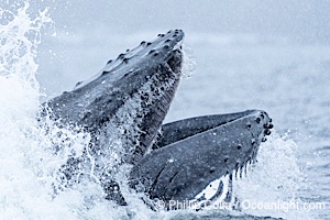 Humpback whales surface together during coordinated bubble-net feeding in Southeast Alaska. The whales use bubbles, sound, and movement to corral fish before capturing them in their open mouths, Megaptera novaeangliae, Sitka Sound