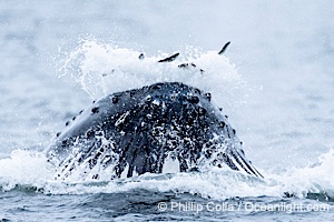 Humpback whales surface together during coordinated bubble-net feeding in Southeast Alaska. The whales use bubbles, sound, and movement to corral fish before capturing them in their open mouths, Megaptera novaeangliae, Sitka Sound