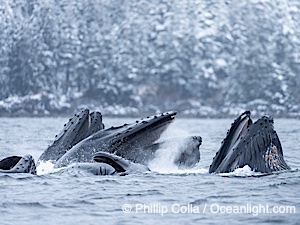 Humpback whales surface together during coordinated bubble-net feeding in Southeast Alaska. The whales use bubbles, sound, and movement to corral fish before capturing them in their open mouths, Megaptera novaeangliae, Sitka Sound