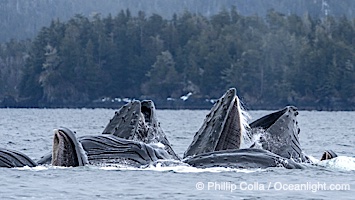 Humpback whales surface together during coordinated bubble-net feeding in Southeast Alaska. The whales use bubbles, sound, and movement to corral fish before capturing them in their open mouths, Megaptera novaeangliae, Sitka Sound