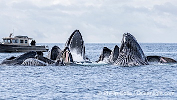Humpback whales surface together during coordinated bubble-net feeding in Southeast Alaska. The whales use bubbles, sound, and movement to corral fish before capturing them in their open mouths, Megaptera novaeangliae, Sitka Sound