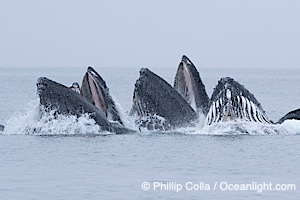 Humpback whales surface together during coordinated bubble-net feeding in Southeast Alaska. The whales use bubbles, sound, and movement to corral fish before capturing them in their open mouths, Megaptera novaeangliae, Sitka Sound