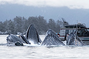 Humpback whales surface together during coordinated bubble-net feeding in Southeast Alaska. The whales use bubbles, sound, and movement to corral fish before capturing them in their open mouths, Megaptera novaeangliae, Sitka Sound
