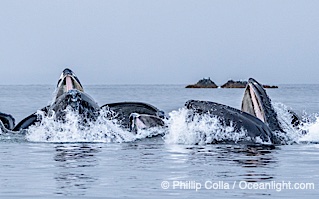 Humpback whales surface together during coordinated bubble-net feeding in Southeast Alaska. The whales use bubbles, sound, and movement to corral fish before capturing them in their open mouths, Megaptera novaeangliae, Sitka Sound