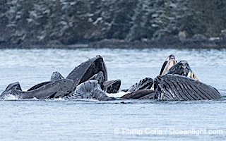 Humpback whales surface together during coordinated bubble-net feeding in Southeast Alaska. The whales use bubbles, sound, and movement to corral fish before capturing them in their open mouths, Megaptera novaeangliae, Sitka Sound