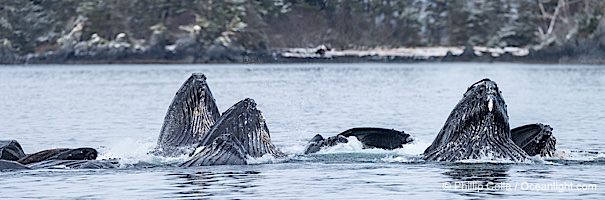 Humpback whales surface together during coordinated bubble-net feeding in Southeast Alaska. The whales use bubbles, sound, and movement to corral fish before capturing them in their open mouths, Megaptera novaeangliae, Sitka Sound
