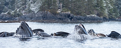 Humpback whales surface together during coordinated bubble-net feeding in Southeast Alaska. The whales use bubbles, sound, and movement to corral fish before capturing them in their open mouths, Megaptera novaeangliae, Sitka Sound