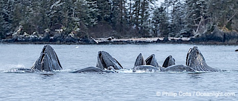 Humpback whales surface together during coordinated bubble-net feeding in Southeast Alaska. The whales use bubbles, sound, and movement to corral fish before capturing them in their open mouths, Megaptera novaeangliae, Sitka Sound