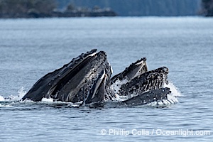 Humpback whales surface together during coordinated bubble-net feeding in Southeast Alaska. The whales use bubbles, sound, and movement to corral fish before capturing them in their open mouths, Megaptera novaeangliae, Sitka Sound
