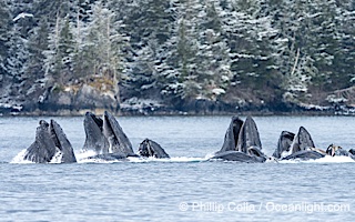 Humpback whales surface together during coordinated bubble-net feeding in Southeast Alaska. The whales use bubbles, sound, and movement to corral fish before capturing them in their open mouths, Megaptera novaeangliae, Sitka Sound