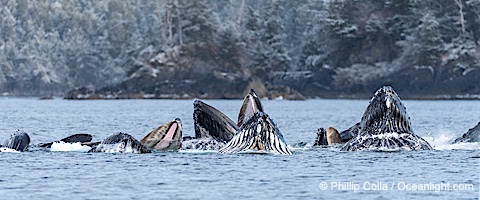Humpback whales surface together during coordinated bubble-net feeding in Southeast Alaska. The whales use bubbles, sound, and movement to corral fish before capturing them in their open mouths, Megaptera novaeangliae, Sitka Sound
