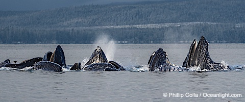 Humpback whales surface together during coordinated bubble-net feeding in Southeast Alaska. The whales use bubbles, sound, and movement to corral fish before capturing them in their open mouths, Megaptera novaeangliae, Sitka Sound