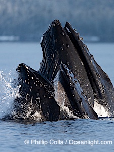 Humpback whales surface together during coordinated bubble-net feeding in Southeast Alaska. The whales use bubbles, sound, and movement to corral fish before capturing them in their open mouths, Megaptera novaeangliae, Sitka Sound