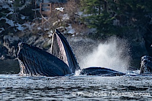 Humpback whales surface together during coordinated bubble-net feeding in Southeast Alaska. The whales use bubbles, sound, and movement to corral fish before capturing them in their open mouths, Megaptera novaeangliae, Sitka Sound